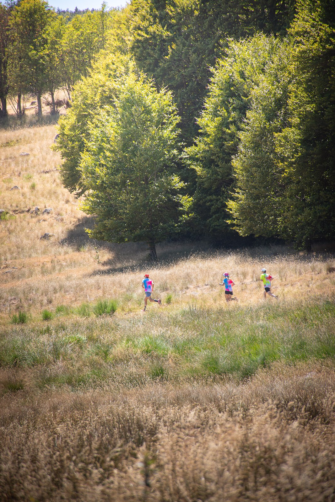 Paysage de sentier forestier, plan large
